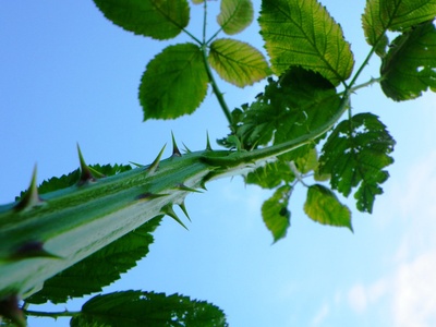 Bramble
