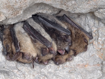 Brandt's Bat