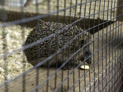 Brandt's Hedgehog