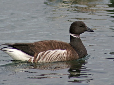 Brant Goose
