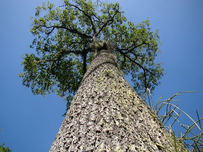 Brazil nut