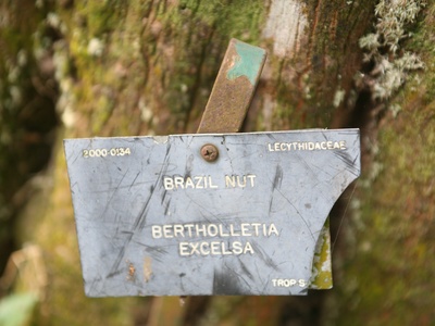 Brazil Nut Tree