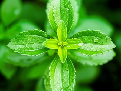 Brazilian Stevia
