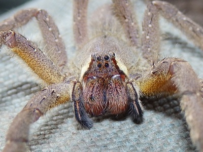 Brazilian wandering spider