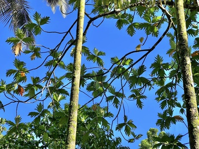 Breadfruit