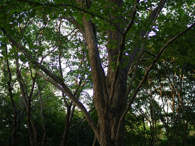 Breu tree