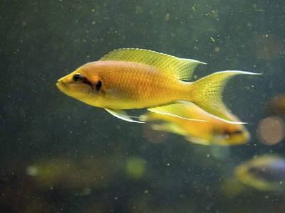 Brichard's cichlid
