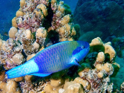 Bridled parrotfish