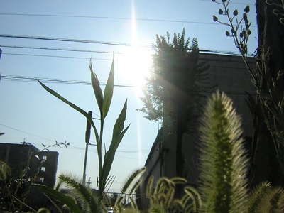 Bristle Grass