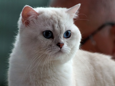 British Longhair