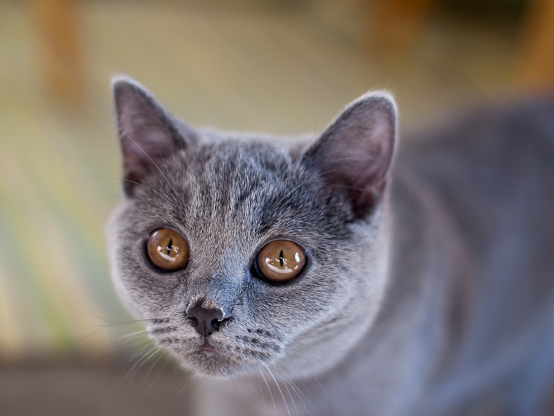 The Complete List of Black And Grey Cat Breeds - Flora Fauna Fun