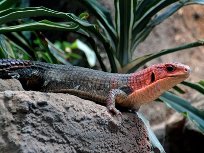 Broad-headed Skink (juvenile)