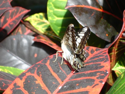 Broad-leaved Croton