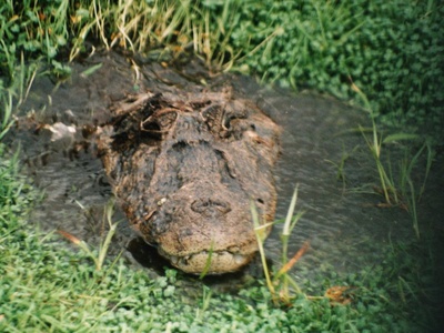 Broad-snouted Caiman