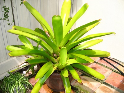 Bromeliad