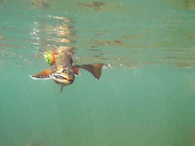 Brook Trout