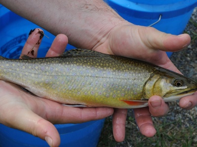 Brook trout