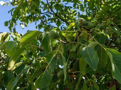 Broom Cluster Fig