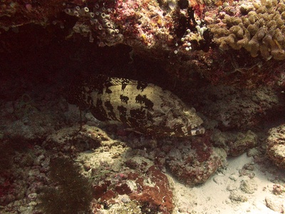 Brown-marbled grouper