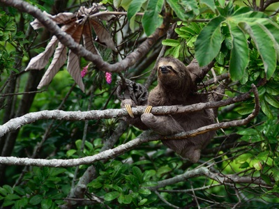 Brown-throated three-toed sloth