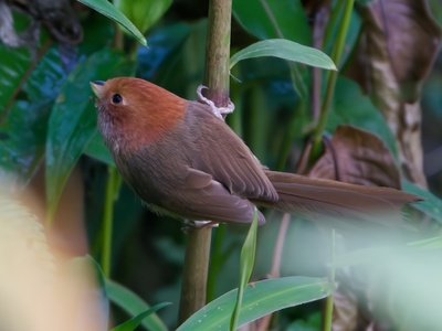 Brown-winged parrotbill