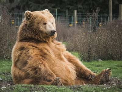 Brown bear
