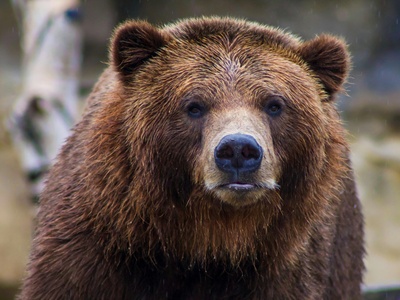 Brown Bear