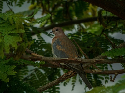 Brown Cuckoo-Dove
