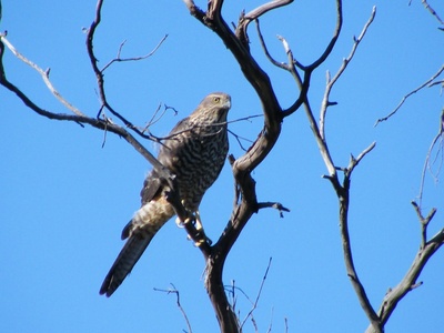 Brown Goshawk