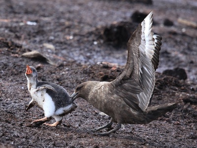 Brown Skua