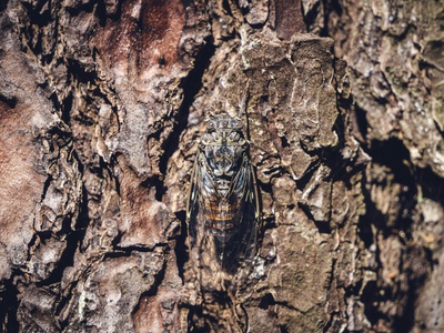 Brown spruce longhorn beetle