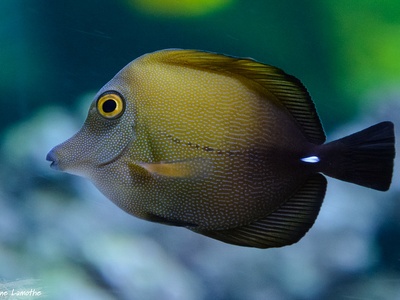Brown tang