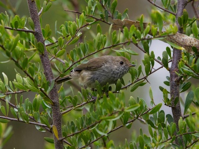 Brown Thornbill