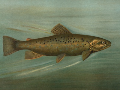 Brown trout (including sea trout)