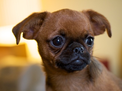 Brussels Griffon