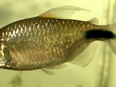 Brycinus longipinnis