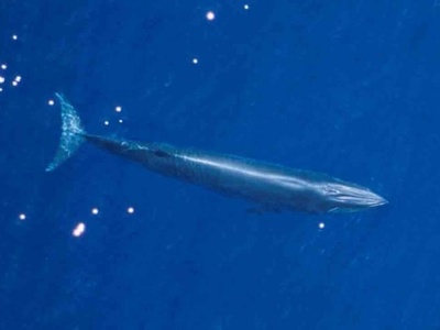 Bryde's Whale
