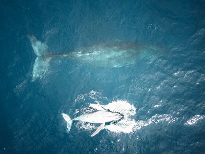 Bryde's whale (complex)