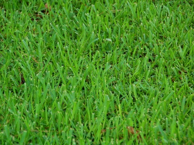 Buffalo Grass