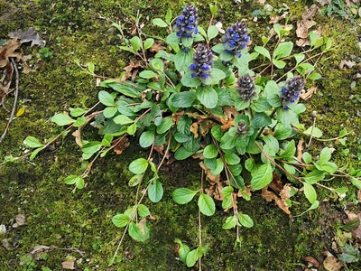 Bugle