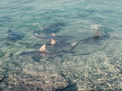 Bull shark