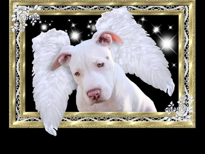 Bull Terrier