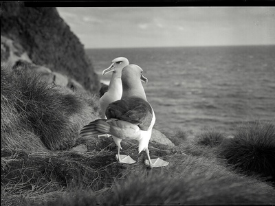 Buller's Albatross