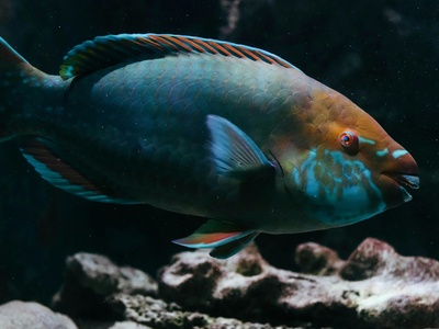 Bullethead parrotfish
