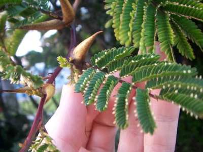 Bullhorn Acacia