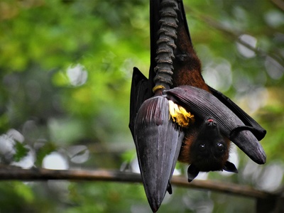 Bulmer's Fruit Bat