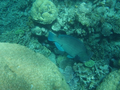 Bumphead parrotfish