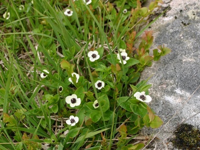 Bunchberry