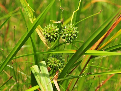Bur-fruited Grass