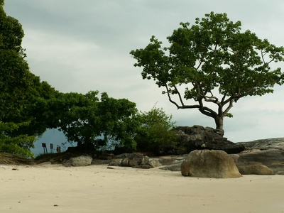 Burau